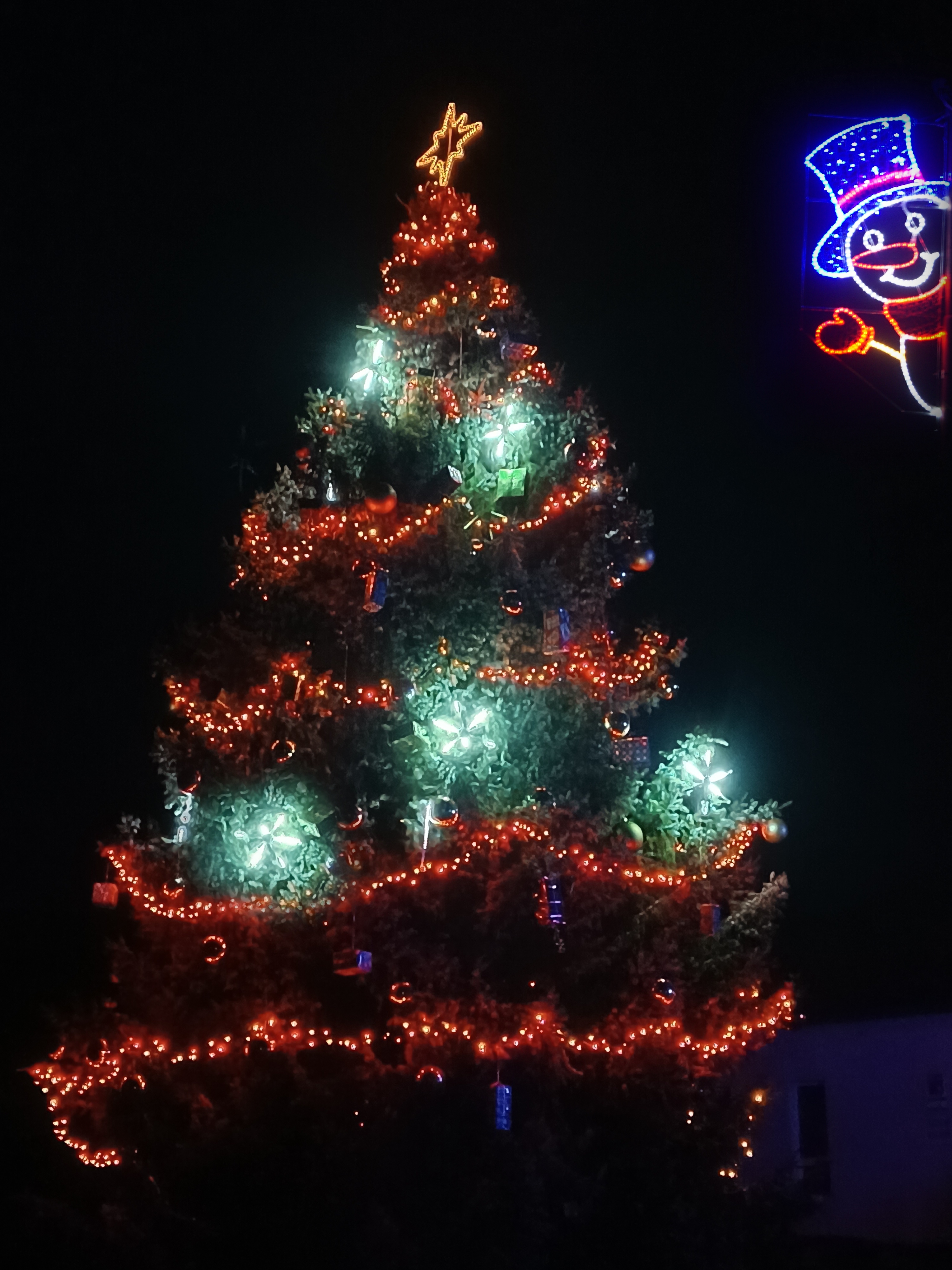 Náhledový obrázek článku: Hlasujte pro dolnorožínecký vánoční strom! 🌲