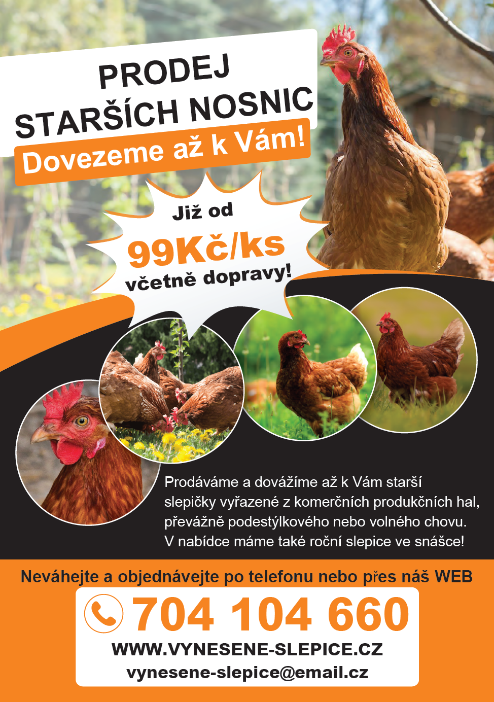 Náhledový obrázek článku: Prodej starších nosnic