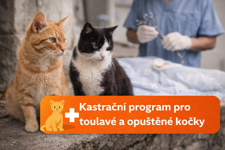 Náhledový obrázek článku: Město spouští kastrační program pro toulavé a opuštěné kočky